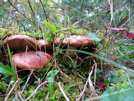 Collected mushrooms in the forest in natural conditions, background imageの写真素材