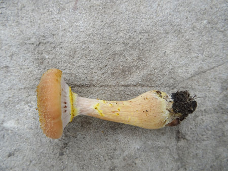 Collected mushroom in the forest in natural conditions, background imageの写真素材
