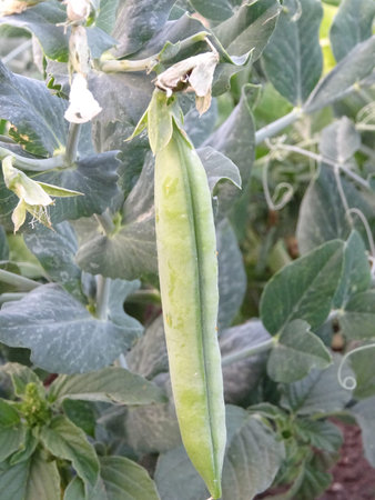Harvested fresh green peas for cooking, background image