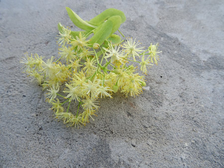 Linden flowers for medicinal tea, close-up background image. Fragrant flowersの写真素材