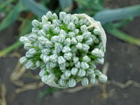 Onion flower in natural conditions, growing seeds seeds close-upの写真素材