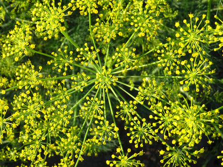 Dill flowers in natural conditions, growing seedsの写真素材