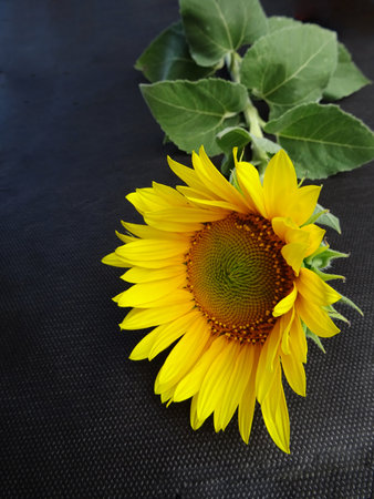 Yellow fresh sunflowers on a gray concrete background, bright background for greetingsの写真素材