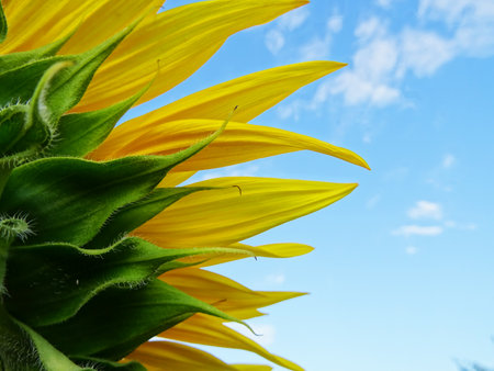 Blooming sunflowers in the field, flower close-upの写真素材