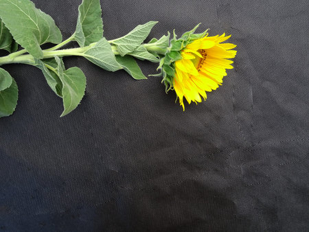 Yellow fresh sunflowers on a gray concrete background, bright background for greetingsの写真素材