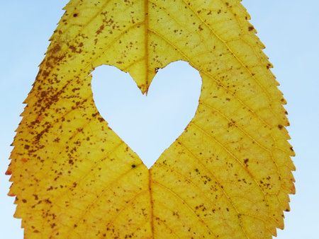 Bright hearts on autumn leaves, leaves and hearts background image
