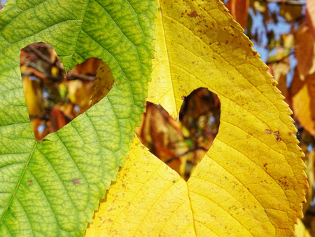Bright hearts on autumn leaves, leaves and hearts background imageの写真素材