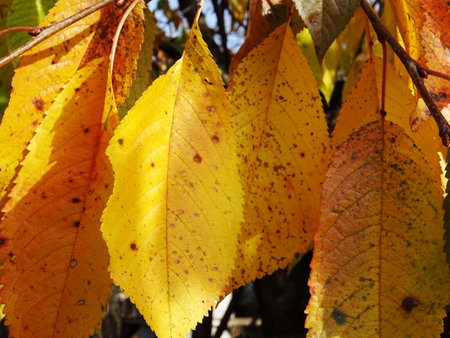 Yellow leaves in autumn. Colorful leaves from a tree, background imageの写真素材