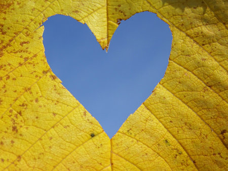 Bright hearts on autumn leaves, leaves and hearts background imageの写真素材