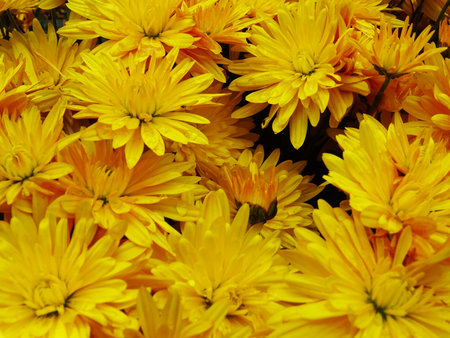 Bright flowers, chrysanthemums in bloom, beautiful flowers for a gift, background imageの写真素材
