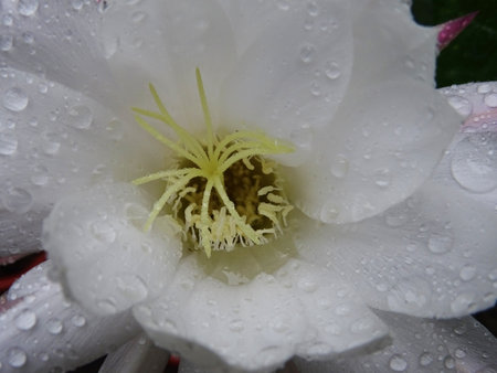 Cacti at home, cactus flowers, close-up house plants, Cactaceaeの写真素材
