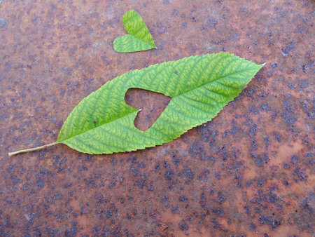 Bright hearts on autumn leaves, leaves and hearts background imageの写真素材