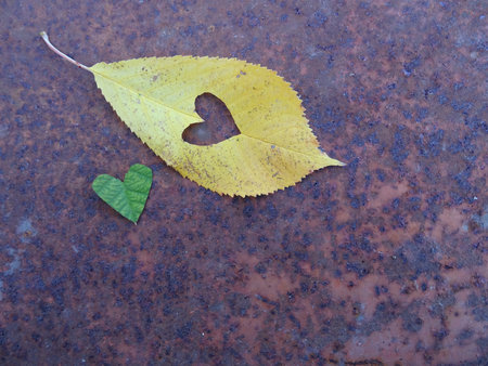 Bright hearts on autumn leaves, leaves and hearts background imageの写真素材