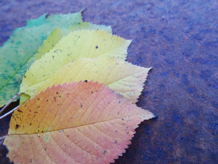 Yellow leaves in autumn. Colorful leaves from a tree, background image