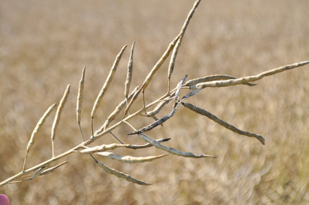 Ripe rape in the field, harvesting, agriculture in natural conditionsの写真素材