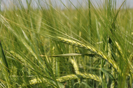 Ripe ears of grain in the field, harvesting, agriculture in natural conditionsの写真素材