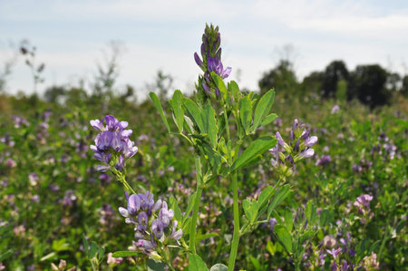 Alfalfa flowers for growing seeds, alfalfa in a field with flowers, backgroundの写真素材