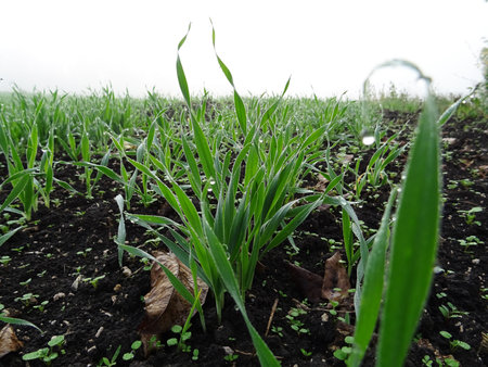 Wheat seedlings in the field close-up, growing a grain cropの写真素材