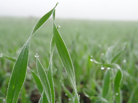 Wheat seedlings in the field close-up, growing a grain cropの写真素材
