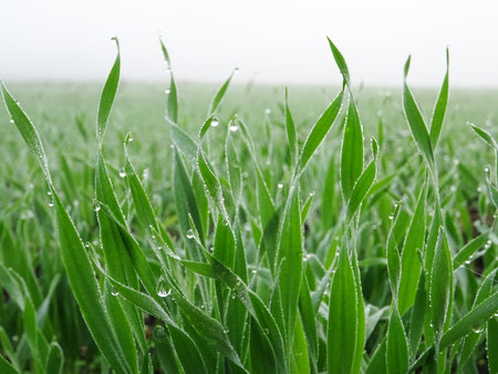 Wheat seedlings in the field close-up, growing a grain cropの写真素材