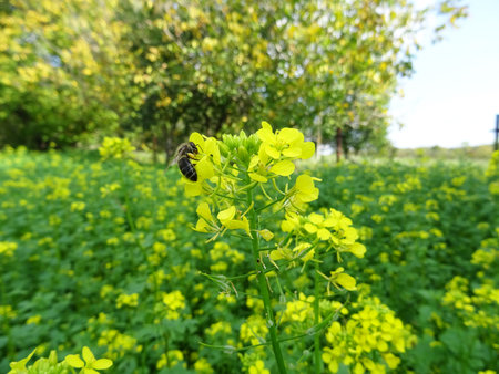 Growing mustard in natural conditions, young mustard plants in the field close-up, mustard flowersの写真素材