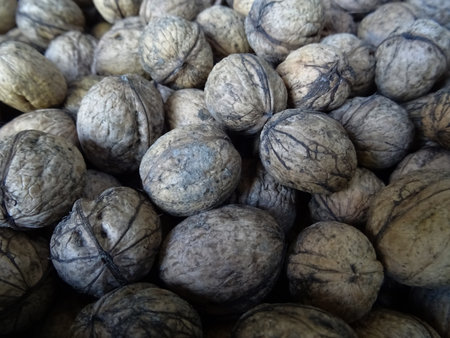 Walnut seeds are cleaned for eating in their pure form, the harvest of nuts, the remains of the shellの写真素材