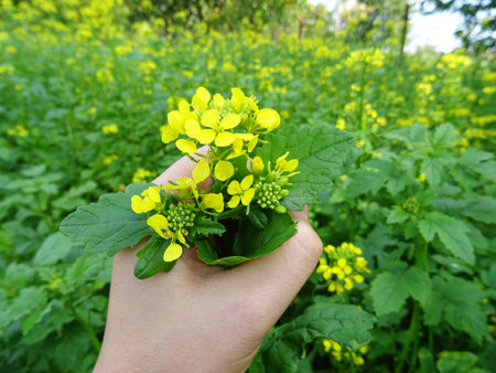 Growing mustard in natural conditions, young mustard plants in the field close-up, mustard flowersの写真素材