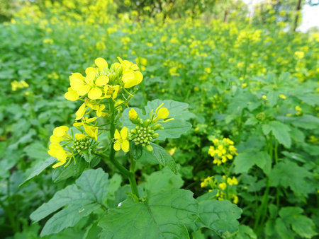 Growing mustard in natural conditions, young mustard plants in the field close-up, mustard flowersの写真素材