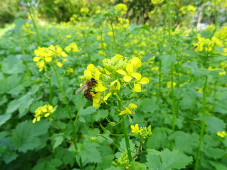 Growing mustard in natural conditions, young mustard plants in the field close-up, mustard flowersの写真素材
