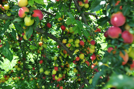 Prunus harvest in natural conditions, harvesting fruit. Ripe fruits on a branchの写真素材