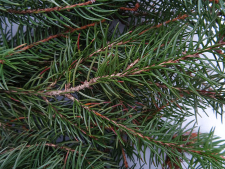 Christmas tree with Christmas decorations, background image, holiday greetingsの写真素材