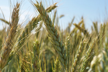 Grown crop of cereals, close-up of wheat seeds, plants in the fieldの写真素材