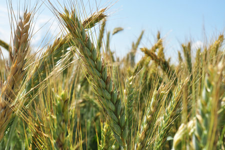 Grown crop of cereals, close-up of wheat seeds, plants in the fieldの写真素材