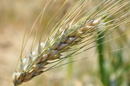 Grown crop of cereals, close-up of wheat seeds, plants in the fieldの写真素材