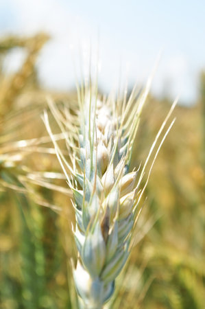 Grown crop of cereals, close-up of wheat seeds, plants in the fieldの写真素材
