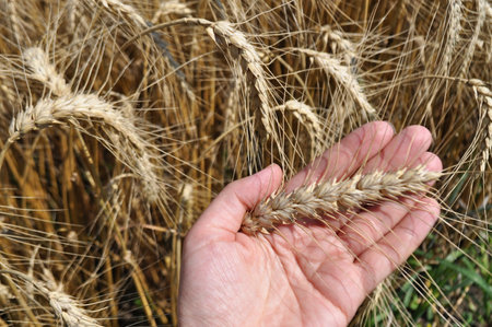 Grown crop of cereals, close-up of wheat seeds, plants in the fieldの写真素材
