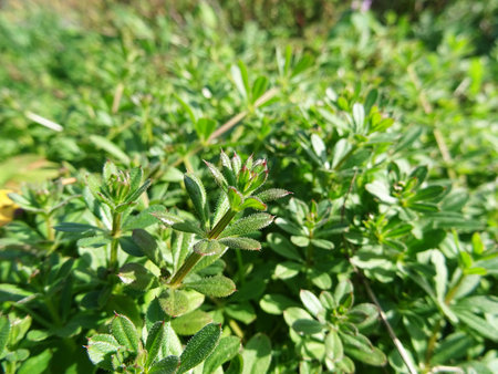 Galium aparine is a harmful plant in agriculture, a weed close-up in natural conditionsの写真素材