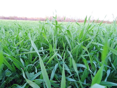 Grown crop of cereals, close-up of wheat seeds, plants in the fieldの写真素材