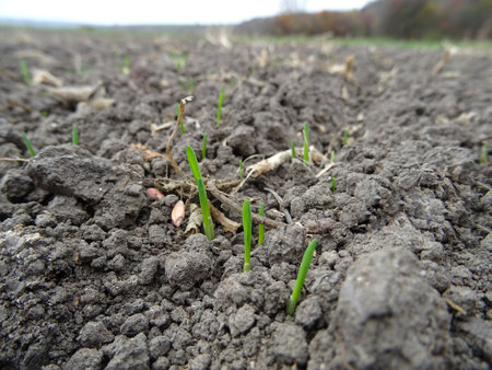 Wheat seedlings in the field close-up, growing a grain cropの写真素材