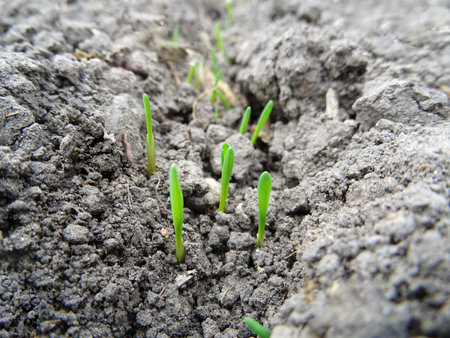 Wheat seedlings in the field close-up, growing a grain cropの写真素材