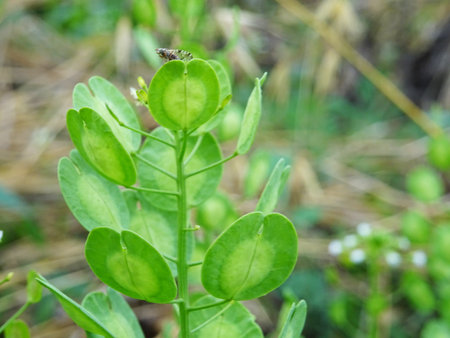 Thlaspi plant in natural conditions, a weed in agriculture close-upの写真素材