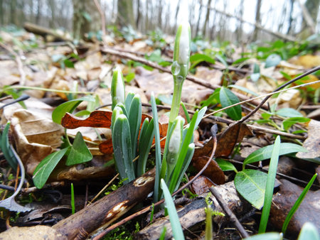 Snowdrop flower in natural conditions, a rare spring flower close-upの写真素材