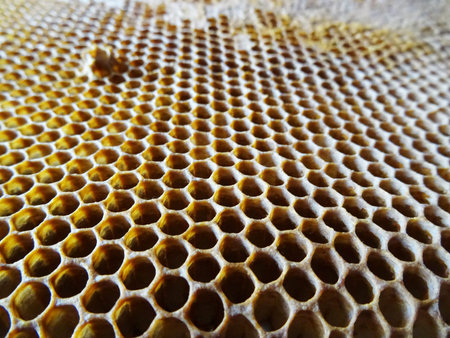 Bees collect honey in a frame, honey for food close-up