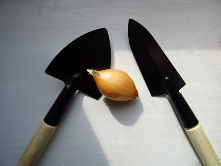 Onions for cultivation, planting in the soil, close-up, agricultural food products in the process of cultivationの写真素材