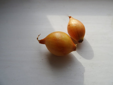 Onions for cultivation, planting in the soil, close-up, agricultural food products in the process of cultivationの写真素材