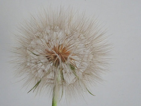 Weightless dandelion on the background of the European plan. Dandelion after flowering. A seed with an umbrellaの写真素材