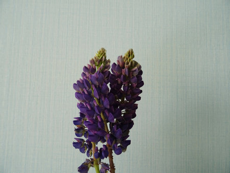 Lupine flowers close-up, useful plants in bloom, background imageの写真素材