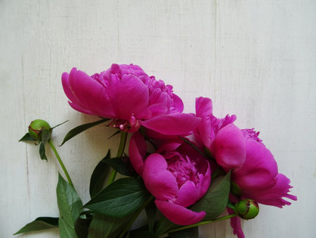 Bouquet of pink peonies on a white wooden background.の写真素材