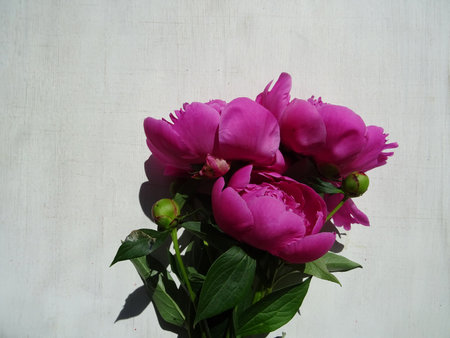 Beautiful peony flowers in a bouquet close-up, background image, favorite flowers for a giftの写真素材