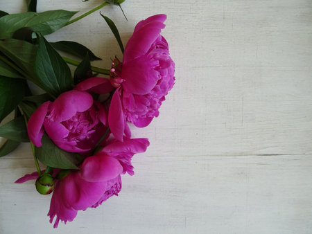 Beautiful peony flowers in a bouquet close-up, background image, favorite flowers for a giftの写真素材
